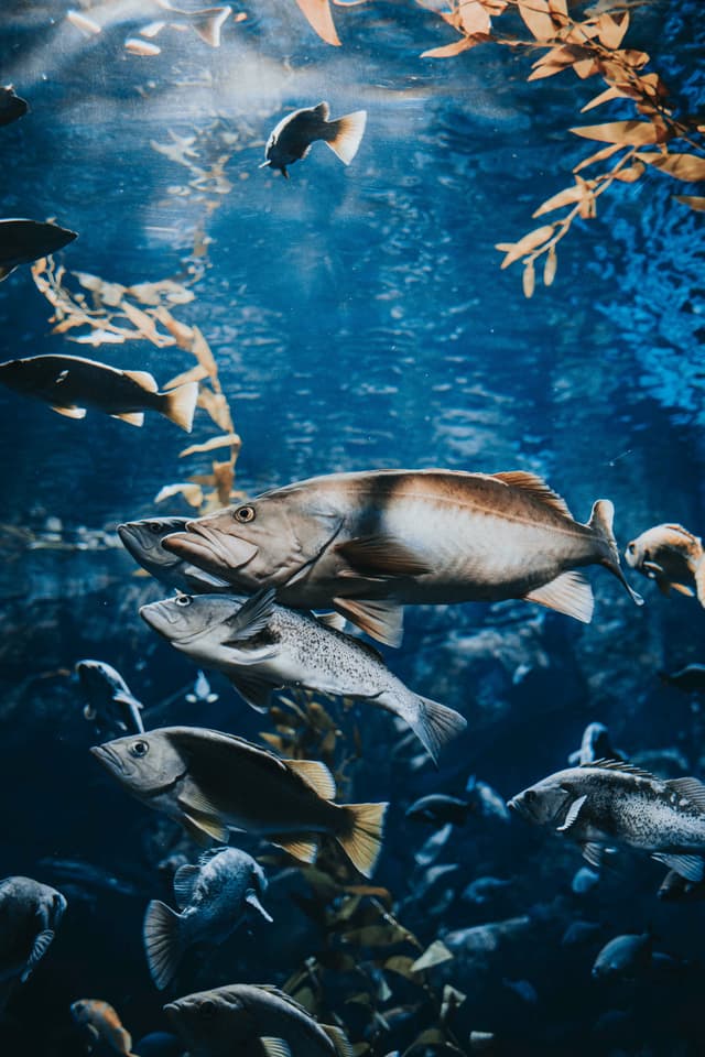 Conserve and sustainably use the oceans, seas and marine resources for sustainable development.
